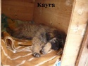 6)  25.03.15 Kayra.JPG
