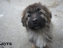 2)  25.03.15 Kayra.JPG