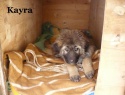 4)  25.03.15 Kayra.JPG